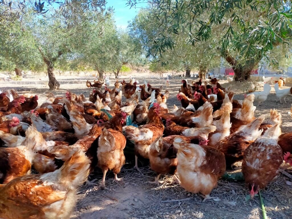 huevos de gallinas libres