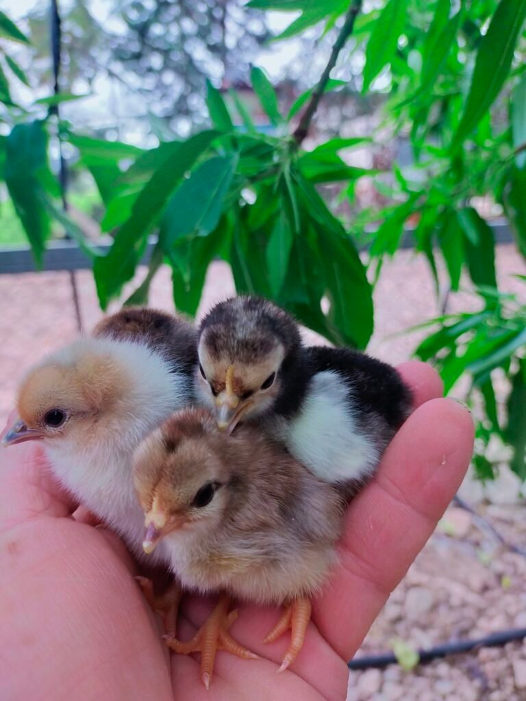 granja ecológica aviar